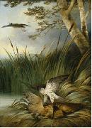 Philip Reinagle Harrier Killing a Bittern oil painting picture wholesale
